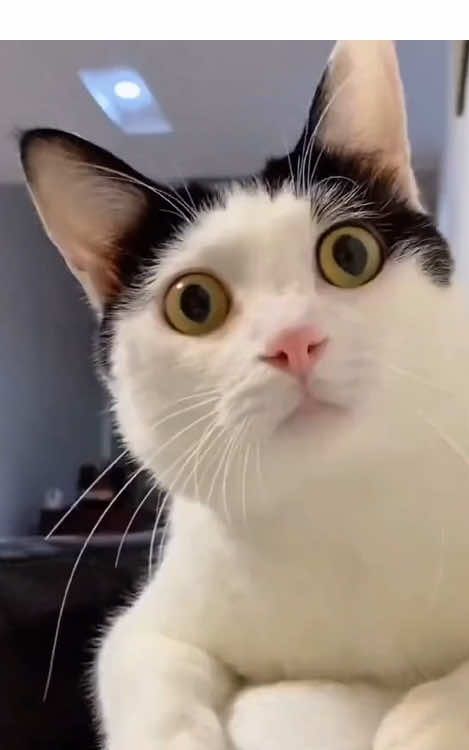 Funny cat #FunnyCats #CatLoversUnion #FunniestPetStories #CatsOnTikTok #AnimalFunnyVideos