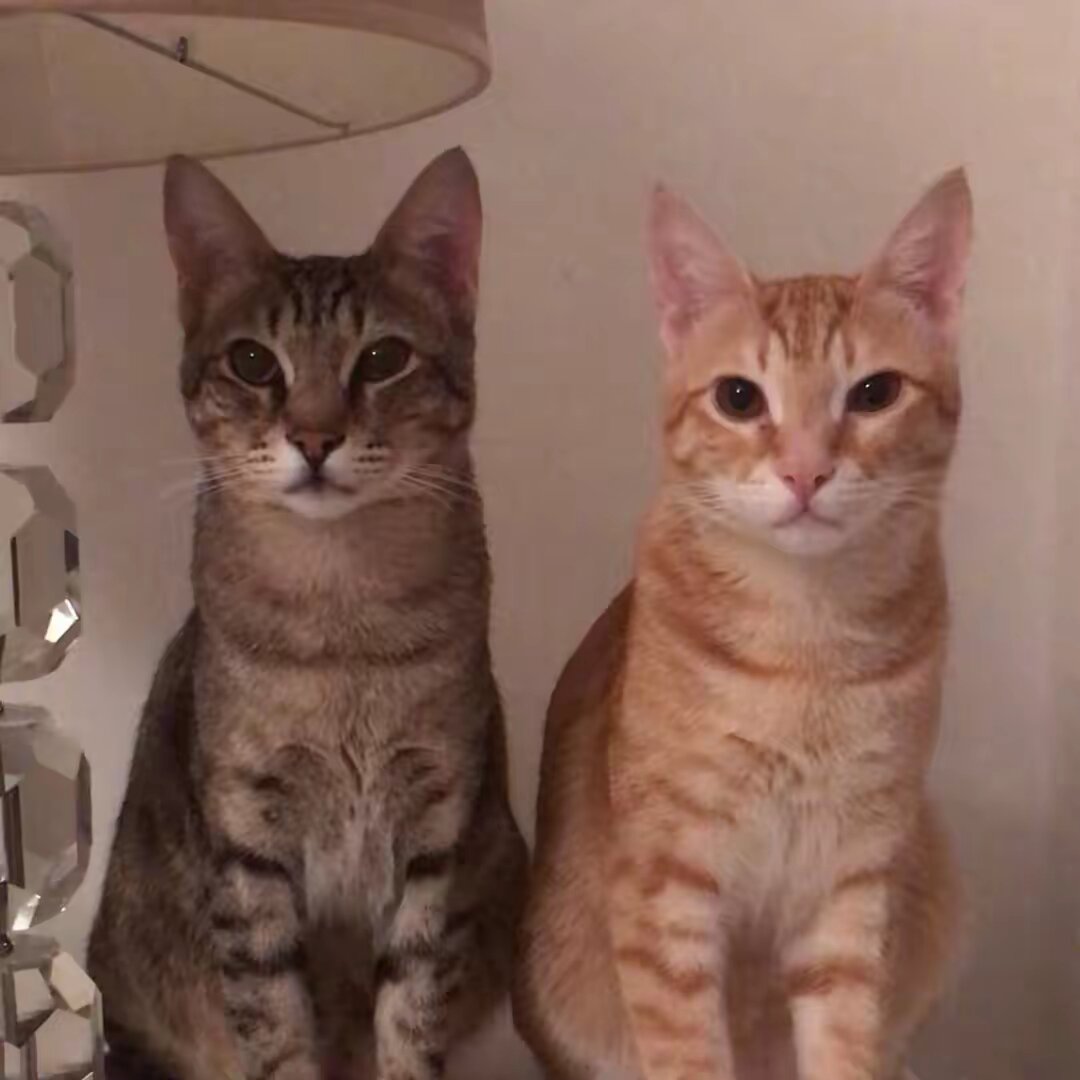 Obi and Cassie