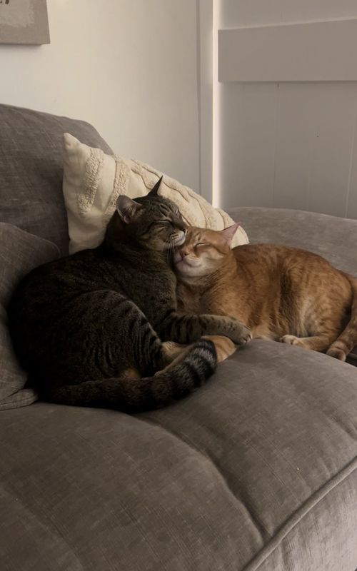 The end 🥹 Can they get 1 million likes? #cat #cutecats #tiktokcats #viralvideos #catlover 