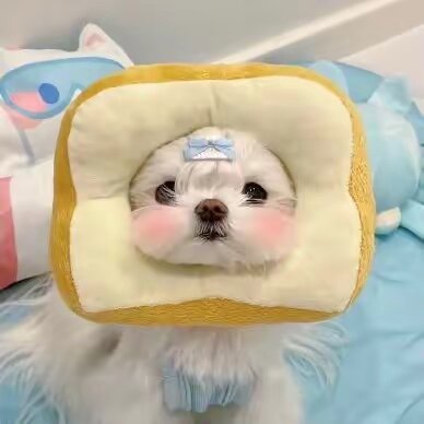 Funnydog6