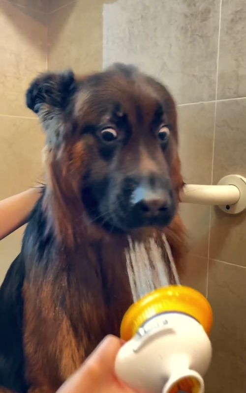 The dog that loves baths 🤣🤣#dog#dogsoftiktok #funny #foryou#happydog