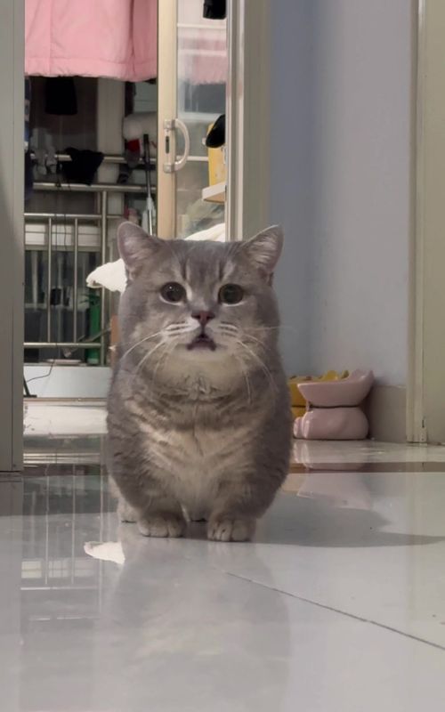 #funnyvideos #funny #cutecat #catsoftiktok #cat 