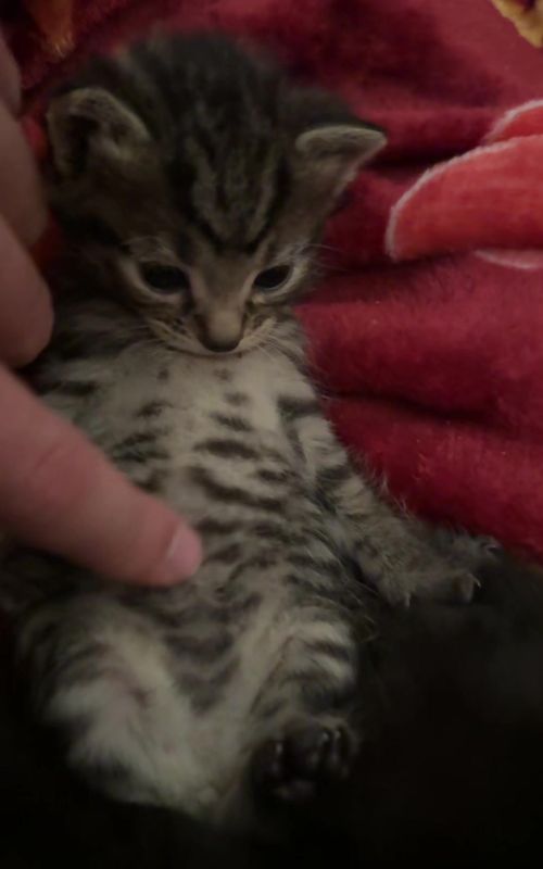 pibble #kittensoftiktok #fyp #pibble 