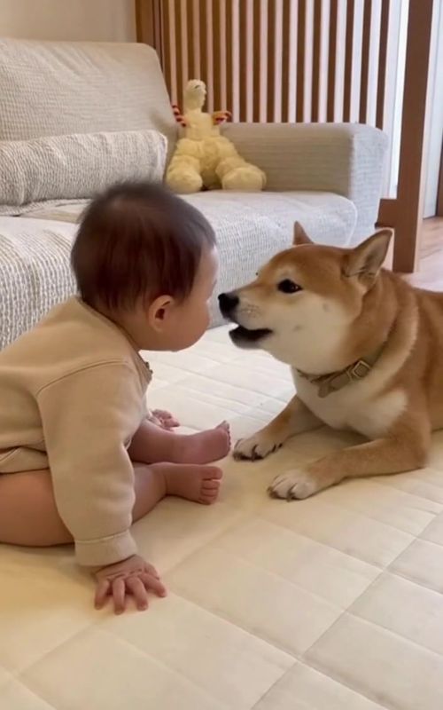 #ShibaInu #shiba #PetTok #dog #cutedog 