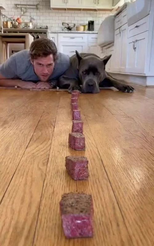 Bro trained for this moment his whole life 😂 I swear this dog is the main character 😭 #dogsoftiktok #funnydog #dograce #funny #dogchallenge     
