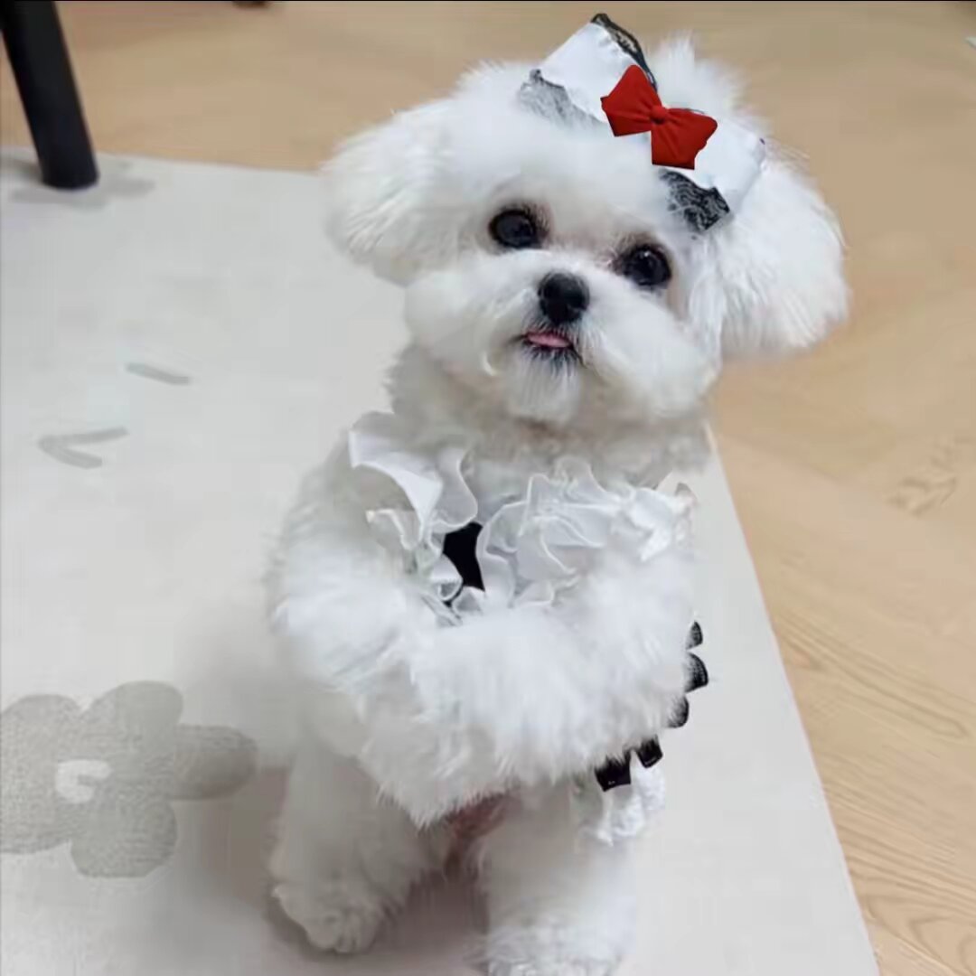 PetsGoodis