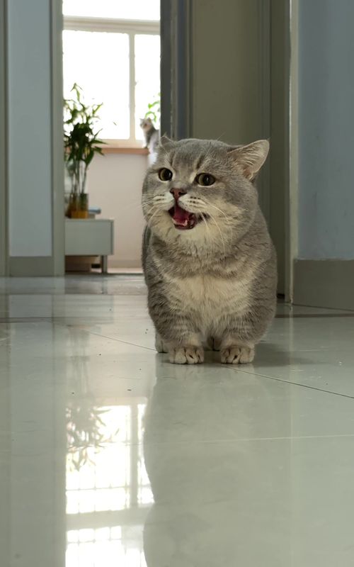 What do you say？#funnyvideos #catsoftiktok #cutecat #funny 
