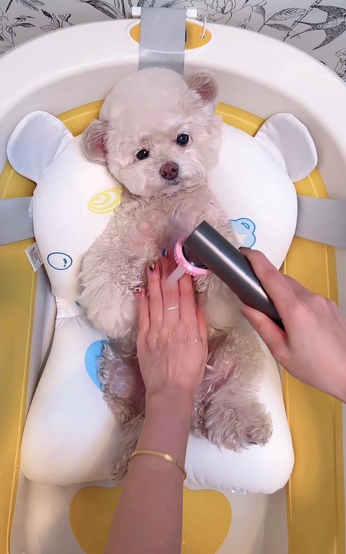 today we’re giving my fluffy pup a cozy bath, let’s check it out! 🐾#PuppyBath #DogCareRoutine #AdorablePets#PetSpa 