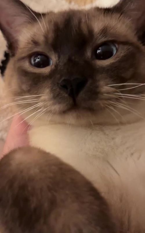 cat attraction sound meowing. cat meowing whistle. #fyp  #catsounds #meowing 