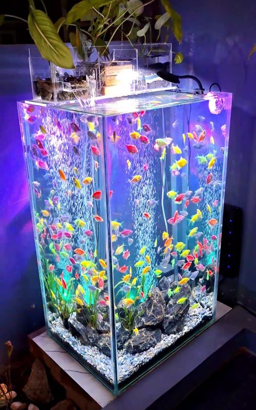 🐟🟢🔴🟣🔵🟡🐟 #glofish #glowing #fishtank #aquarium #aquariumhobby 