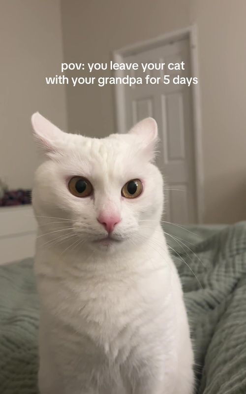well fed over at her grandparents  #catsoftiktok 