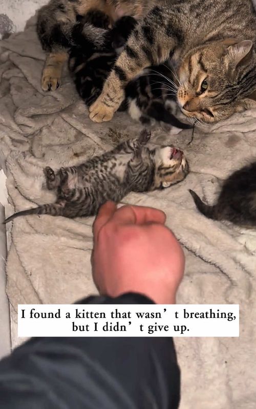 I found a kitten that wasn’t breathing, but I didn’t give up,and then…#rescue #animals #kitten 