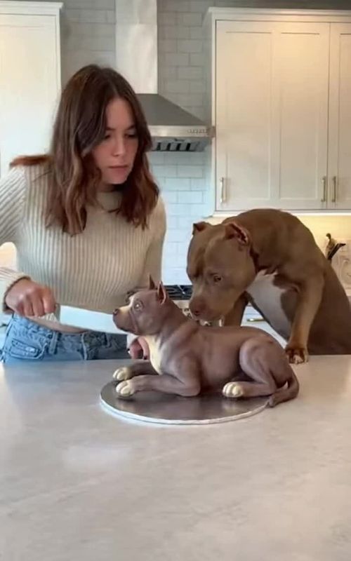 She Cut the Cake… Dog Went Full Attack! 😱🐶🎂.  #dog #viralvideos #fyp #FunnyPets