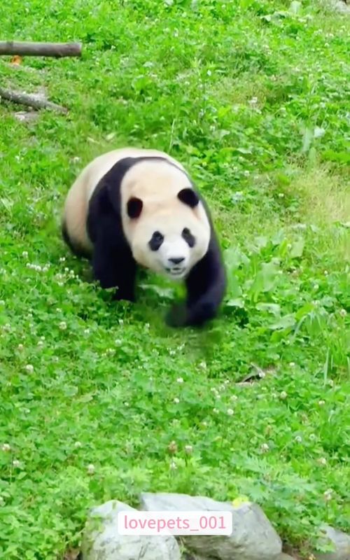 Funny Panda.🐼🐼🐼#panda🐼 #pandasoftiktok #funny #foryou #funnyvideos #viral #fypシ #funnytiktok #funnyanimals #usa🇺🇸 