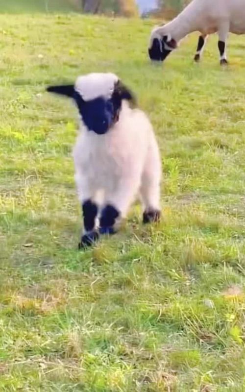 The happy lambs on the farm. #A lively and lovely little lamb. #The jumping lambs are the cutest. #Little lamb. #Cute and adorable pets. #Farm Diary.