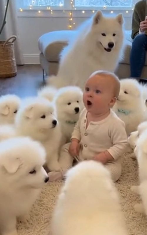 Baby vs 15 Samoyeds — The Cutest Bark Battle Ever! 😂🐶 #SamoyedPuppies  #BabyVsPuppies  #CuteChaos  #ViralDogVideo 