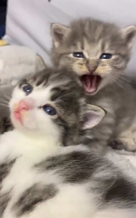 Cute kitten angry 💕🥰#kittens #meow #catsoftiktok #foryou 