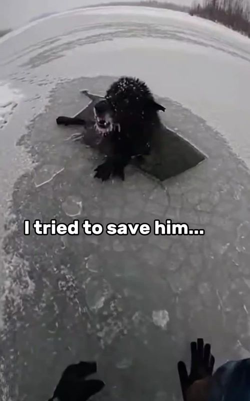 #animalrescue #animallovers #viral 
