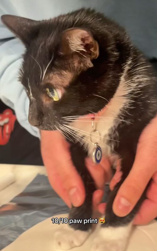 The Cutest Little Paws Ever🐾 #fyp #catsoftiktok #cat #catlover #funnyvideos 