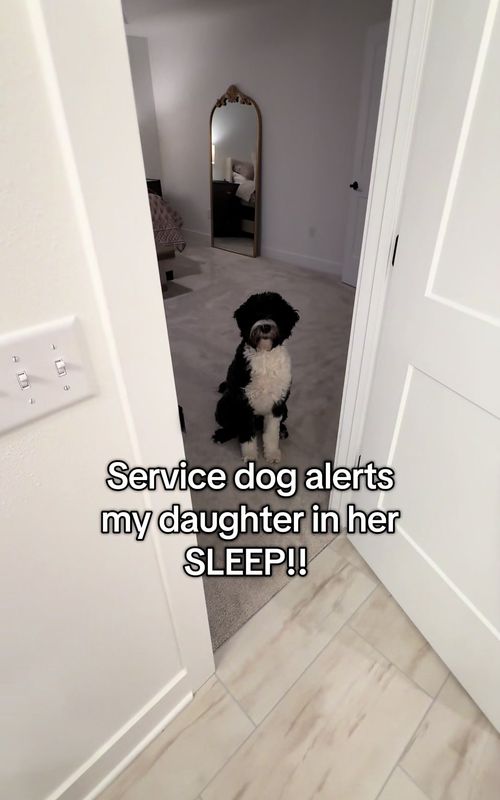 Type 1 Diabetes is HARD and dangerous when you’re sick. With the help of my daughters service dog Kona I feel better about her diabetes management on the tough days… #servicedog #diabeticalertdog #type1diabetes #chronicillness #bloodsugar 
