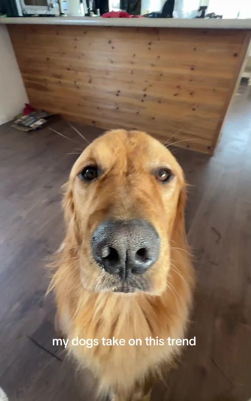 Mater crushed it #goldenretriever #dogtok 