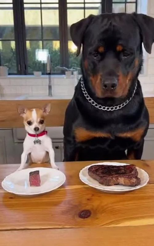 Bro Forgot He_s 5 Pounds 😭 #viral #funnyanimals #pet #funnypets #funny 