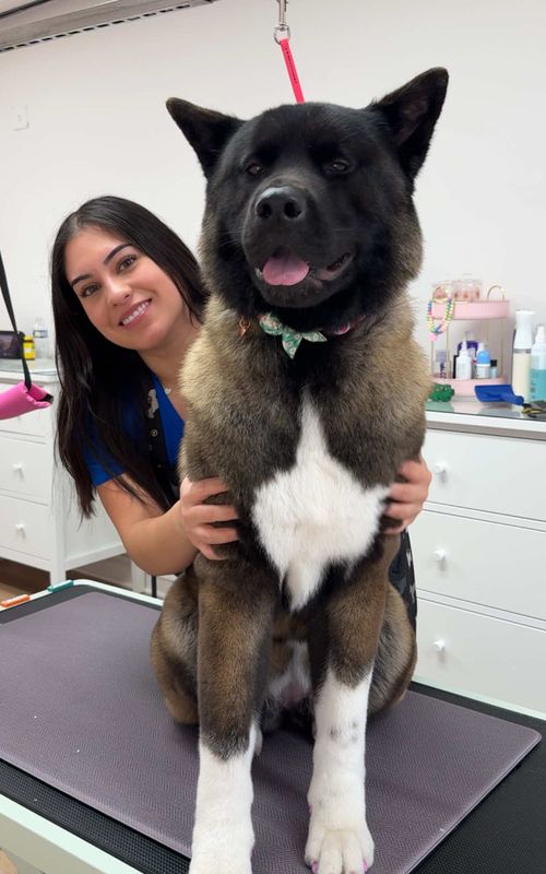 Meiying knows the routine very well 😇💕 #dogsoftiktok #petlover #doggrooming #dog #pet 