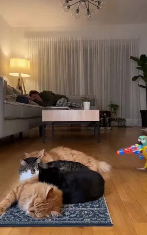 When a Parrot Turns the Living Room Into Total Chaos 🦜💥 #FunnyAnimals #ParrotPrank #UnexpectedChaos #AnimalComedy #CrazyPets 