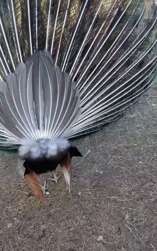 Peacock #peacock #tiktok #funnytiktok #Foryou #funny #funnyanimals #funnyanimal 