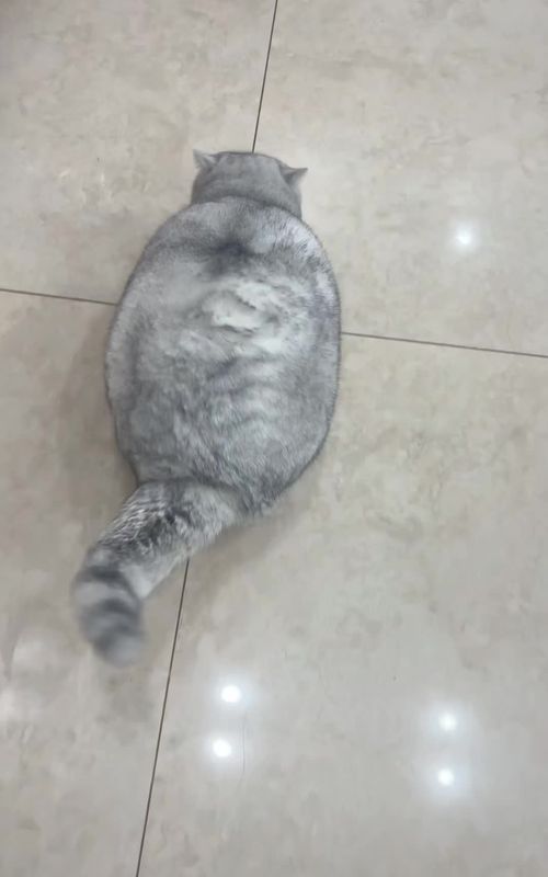 She is a chunk cat.#cat #cattok #fatcat #cutecat #catvideo #fyp #funny 
