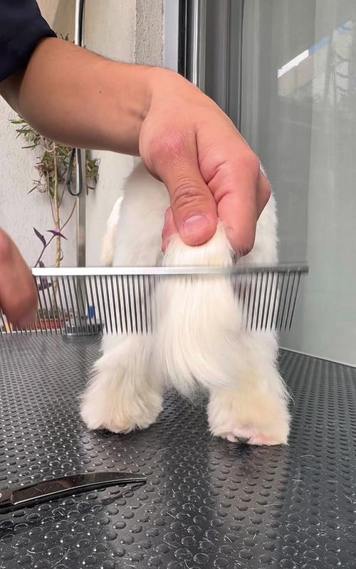 Full Maltese grooming process ✂️🐶 Complete haircut from start to finish. Body done with clipper combs, scissor work for details, and a clean finish. Comb lengths and scissor sizes shown during the process. Real grooming, real techniques, real sound. Corte completo de principio a fin. Cuerpo trabajado con peinetas, detalles a tijera y un acabado limpio. Durante el video muestro los números de las peinetas y tijeras utilizadas. Grooming real, sin atajos.