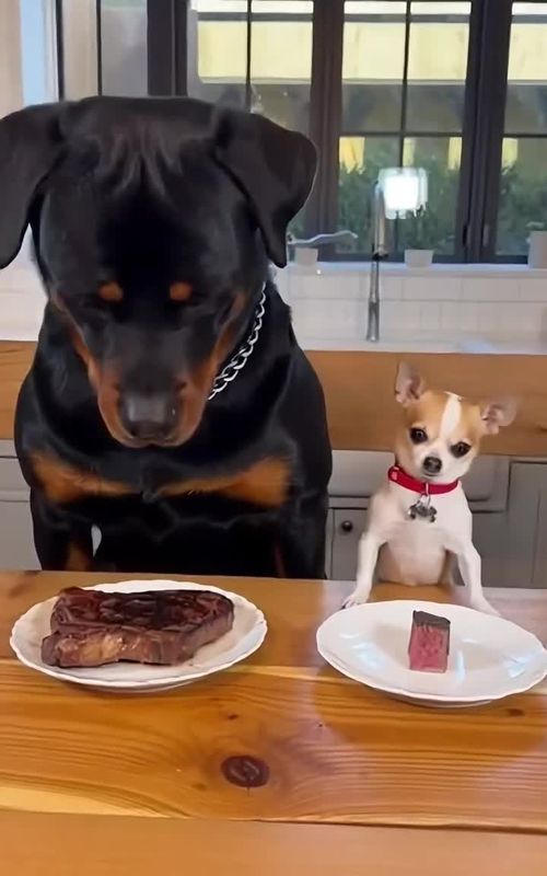 Chihuahua vs. Rottweiler 🐶🤣#chihuahua #rottweiler #dogs #funnyvideo #fyp