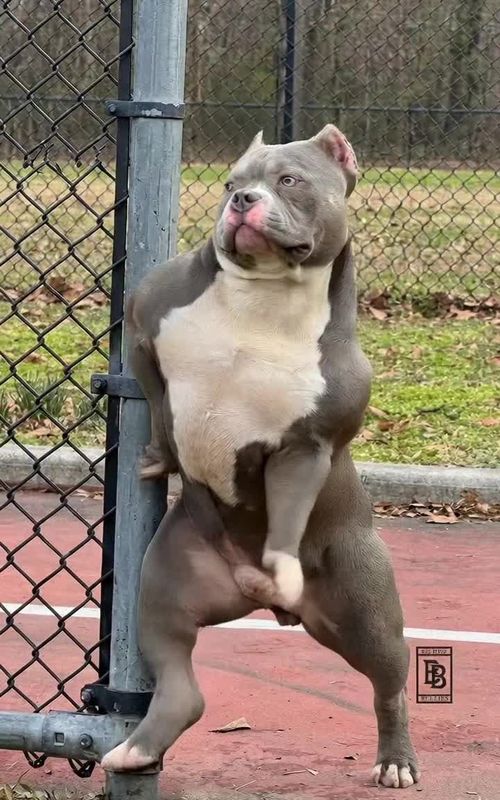 That’s my Dogg! . . #bullydog #americanbully #abkc #creatorsearchinsight #americanbullyofficial 