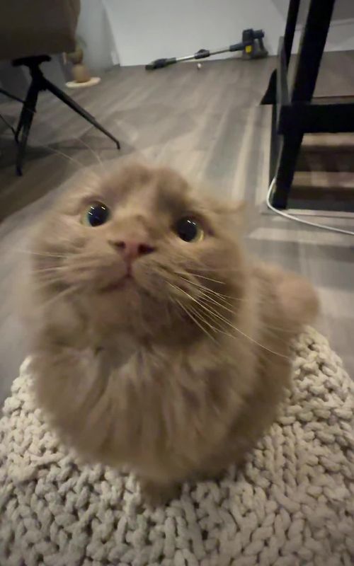#ragdollcat #ragdoll #cat #funnycatvideo #cattok 