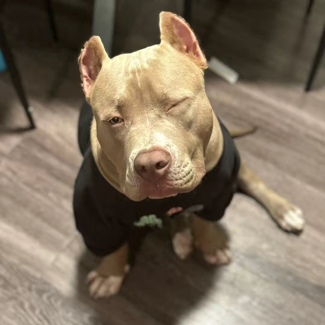 Ragnar the XL bully