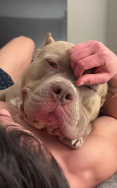 Kisses, my love language🥹🥰 #americanbullyxl 