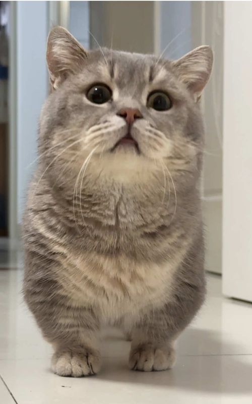#funnyvideos #catlover #cutecat #funnycat #didpet 