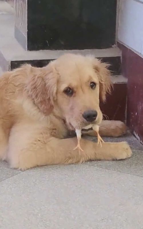 Dogs and other animals 🐶🐶🐶#dog #animals #funny #cute #cantstoplaughing 