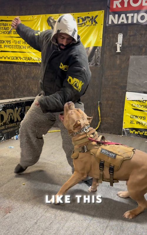 This dog has control on lock! Cheat code! 🧑‍💻 💯👌🏾 #fyp #dogsoftiktok #foryou #dogtraining 