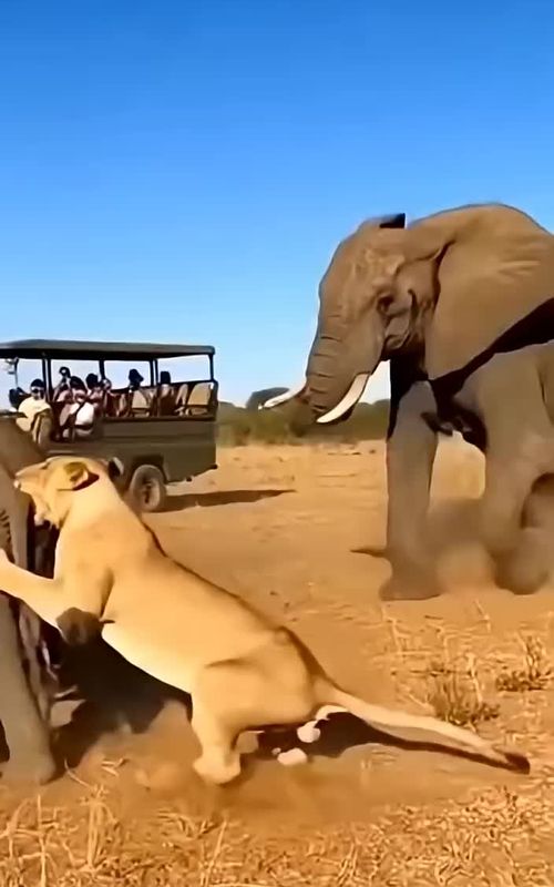 Wow😧 amazing Ai video 100m 🐶🐱🐭🐹🐰🦊🐻🐼🐻‍❄️🐨🐯🦁🐮🐷🐽🐸🐵🐔🐧🐦🐤🦆🦅🦉🦇🐺🐗🐴🦄🐝🪱🐛🦋🐌🐚🦟🐞🐜🪲🦗🕷🕸🐢🐍🦎🦖🦕🦂🦀🦑🐙🦞🦐🐠🐟🐡🐬🦈🐊🐆🐅🦓🦬🐃🐂🐄🦌🦛🐪🦒🦘🦣🦏🦍🐖🦙🐐🐏🐕🐩🦮🐈‍⬛🪶🐓🦤🦚🦜🦢🦩🕊🐇🐁🦝🦥🦡🦫🐾🐲 wow amazing this ai real video 100m view 🔥   #animalsoftiktok  #ai  #wildlife  #petlife  #Nature         