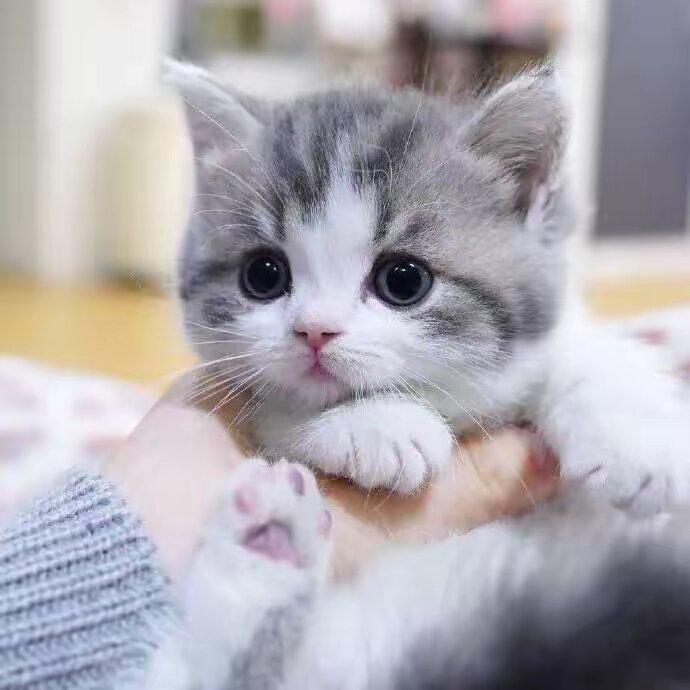 kikicat