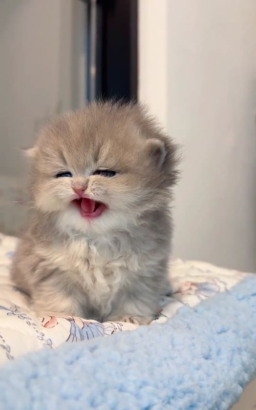 Miaow~😄#pet #cute #kitten #cat 