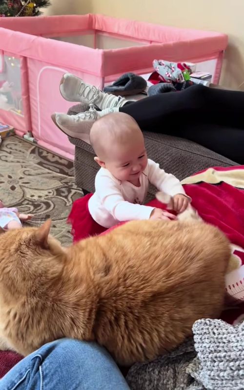 🐱 👶🏻🤣#CatTok #cat #CatsOfTikTok #viral #baby 