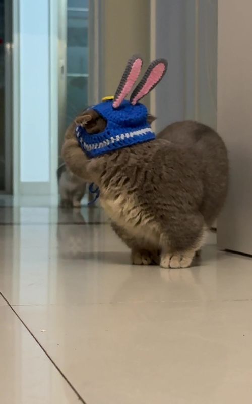#funnyvideos #cutecat #catsoftiktok #funny #cats 
