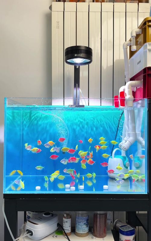 The RIGHT Way to Add New Fish to Your Tank #fishtank #tiktok #fyp #fish 