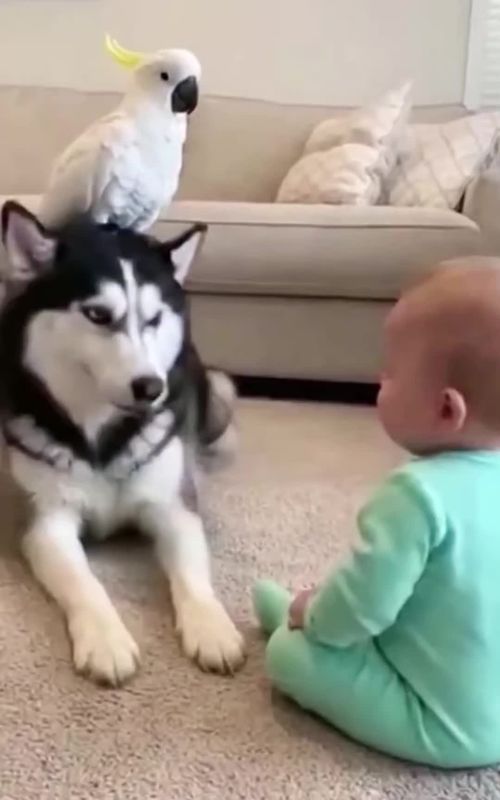 #cutebaby #dogsoftiktok #pettok #wholesome #fyp 