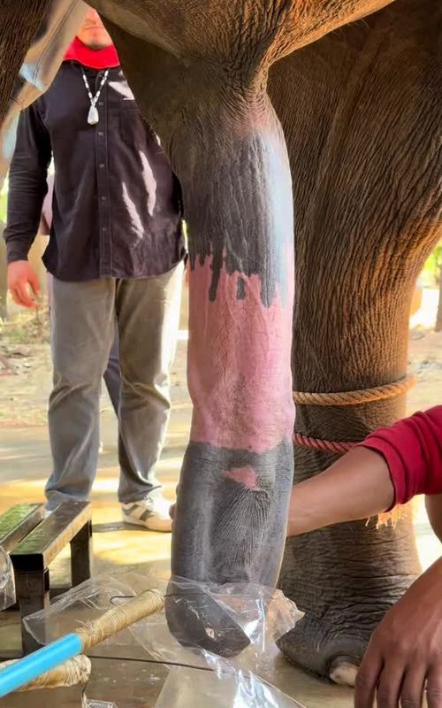 biggest elephant penis #fyp #foryoupage #viral #foryou 