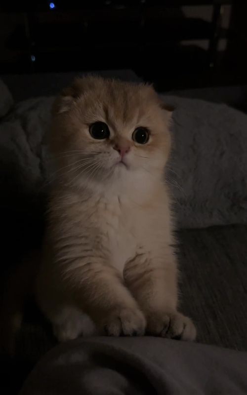 Look at those eyes🥹 #scottishstraightkitten #fypシ゚viral #scottishcat #cutekitten #fyp 