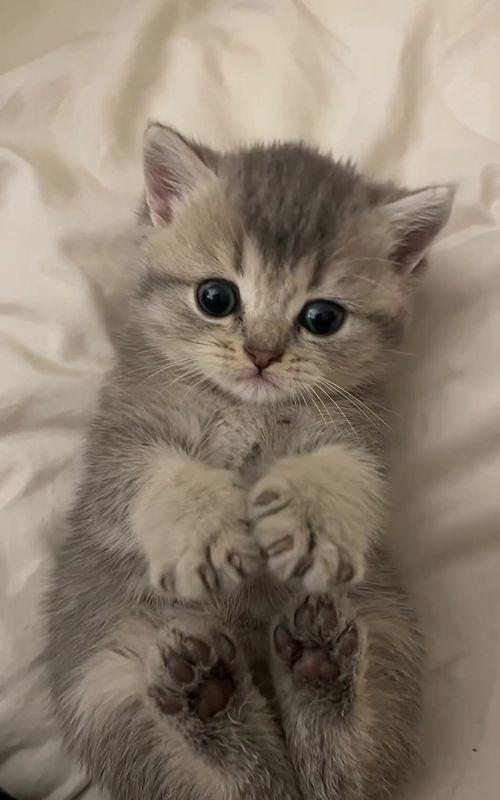 POV: you got too close. #kittensoftiktok #kitten #fyp #viralcats #cutecat 