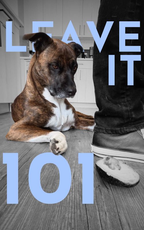 How to teach ANY dog the leave it command. (SO IT ACTUALLY WORKS!) #DogTraining #puppytraining #dogtrainer #dogtrainingadvice #dogtrainingtips @Pupford 
